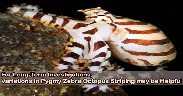 For Long-Term Investigations, Variations in Pygmy Zebra Octopus Striping may be Helpful