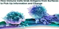 How Immune Cells Grab Antigens from Surfaces to Pick Up Information and Change