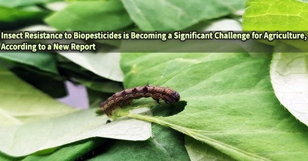 Insect Resistance to Biopesticides is Becoming a Significant Challenge for Agriculture, According to a New Report