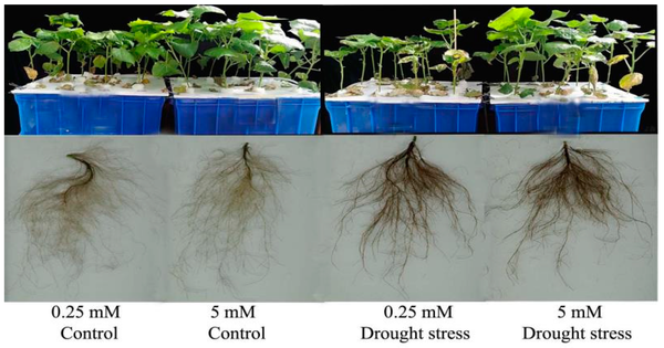 Investigating how Plants regulate Nitrogen Use
