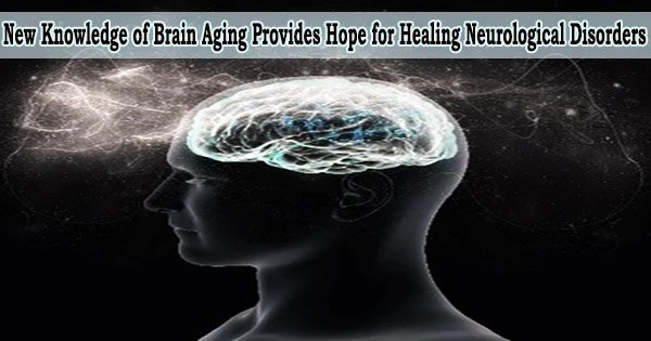 New Knowledge of Brain Aging Provides Hope for Healing Neurological Disorders