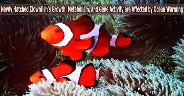 Newly Hatched Clownfish’s Growth, Metabolism, and Gene Activity are Affected by Ocean Warming
