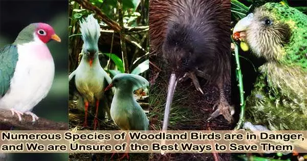Numerous Species of Woodland Birds are in Danger, and We are Unsure of the Best Ways to Save Them