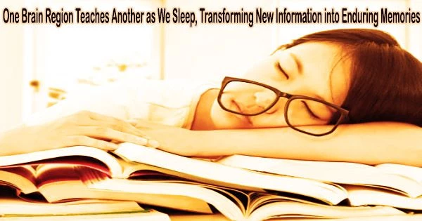 One Brain Region Teaches Another as We Sleep, Transforming New Information into Enduring Memories