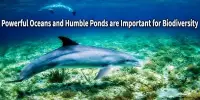 Powerful Oceans and Humble Ponds are Important for Biodiversity