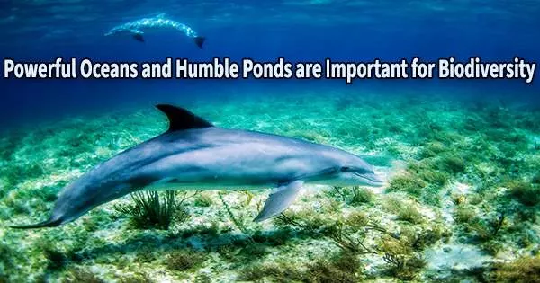 Powerful Oceans and Humble Ponds are Important for Biodiversity