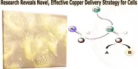 Research Reveals Novel, Effective Copper Delivery Strategy for Cells