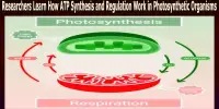 Researchers Learn How ATP Synthesis and Regulation Work in Photosynthetic Organisms