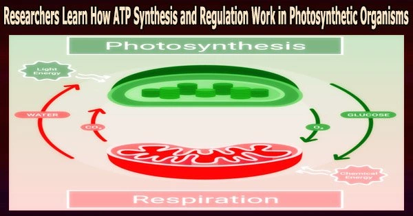 Researchers Learn How ATP Synthesis and Regulation Work in Photosynthetic Organisms