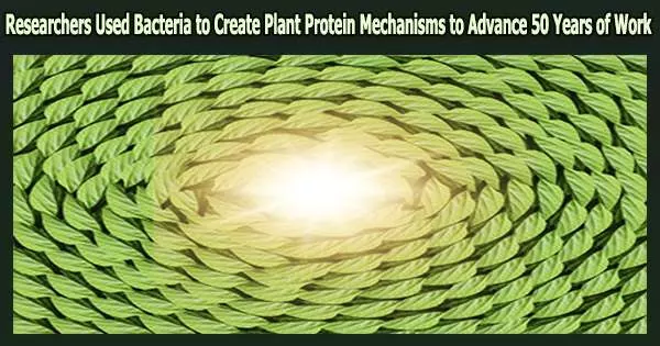 Researchers Used Bacteria to Create Plant Protein Mechanisms to Advance 50 Years of Work