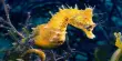 Slurpy Seahorses Suck up Their Prey in Fractions of a Second
