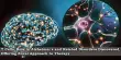 T Cells’ Role in Alzheimer’s and Related Disorders Discovered, Offering Novel Approach to Therapy