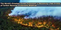 The World’s Greatest Forest Ecosystem is Becoming a Net Emitter of Carbon Because of Extreme Wildfires