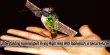 Understanding Hummingbird Flying Might Help With Biomimicry in Aerial Vehicles
