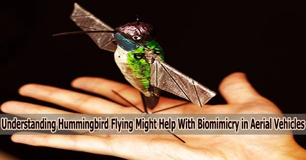 Understanding Hummingbird Flying Might Help With Biomimicry in Aerial Vehicles