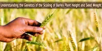 Understanding the Genetics of the Scaling of Barley Plant Height and Seed Weight