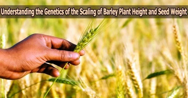 Understanding the Genetics of the Scaling of Barley Plant Height and Seed Weight