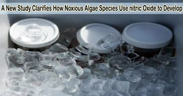 A New Study Clarifies How Noxious Algae Species Use nitric Oxide to Develop