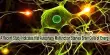 A Recent Study Indicates that Autophagy Malfunction Starves Brain Cells of Energy