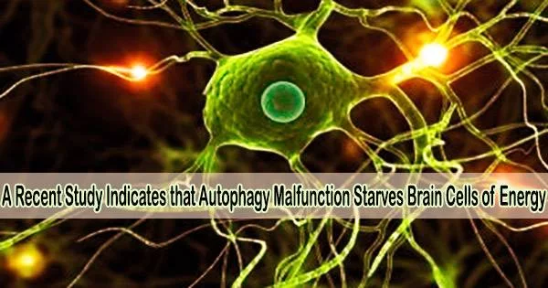 A Recent Study Indicates that Autophagy Malfunction Starves Brain Cells of Energy