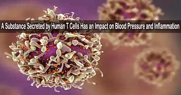 A Substance Secreted by Human T Cells Has an Impact on Blood Pressure and Inflammation