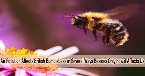 Air Pollution Affects British Bumblebees in Several Ways Besides Only how it Affects Us