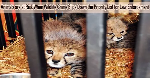 Animals are at Risk When Wildlife Crime Slips Down the Priority List for Law Enforcement