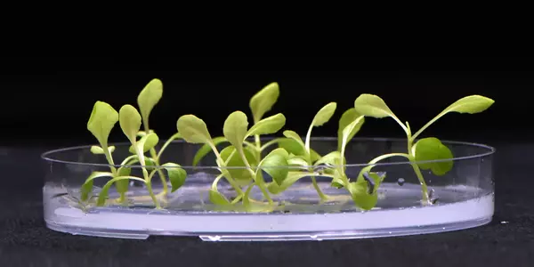 Artificial photosynthesis for environmentally friendly food production