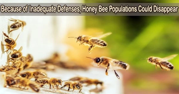 Because of Inadequate Defenses, Honey Bee Populations Could Disappear