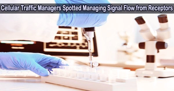Cellular Traffic Managers Spotted Managing Signal Flow from Receptors