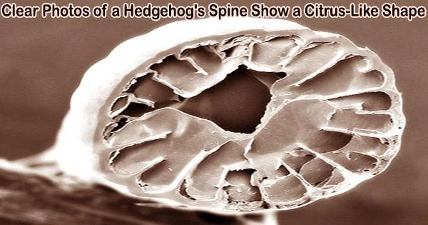 Clear Photos of a Hedgehog’s Spine Show a Citrus-Like Shape