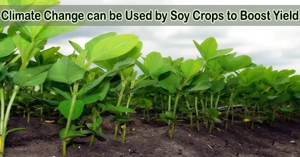 Climate Change can be Used by Soy Crops to Boost Yield