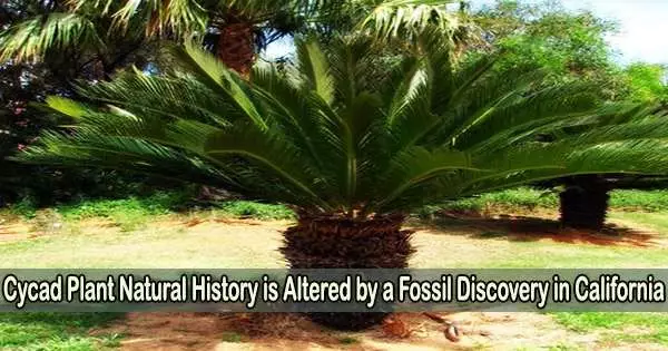 Cycad Plant Natural History is Altered by a Fossil Discovery in California