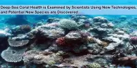 Deep-Sea Coral Health is Examined by Scientists Using New Technologies, and Potential New Species are Discovered
