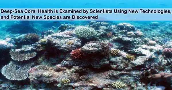 Deep-Sea Coral Health is Examined by Scientists Using New Technologies, and Potential New Species are Discovered