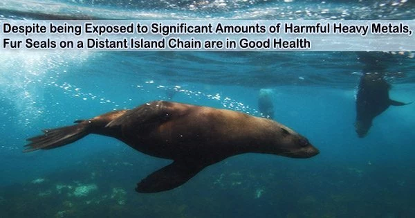 Despite being Exposed to Significant Amounts of Harmful Heavy Metals, Fur Seals on a Distant Island Chain are in Good Health