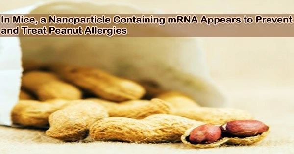 In Mice, a Nanoparticle Containing mRNA Appears to Prevent and Treat Peanut Allergies