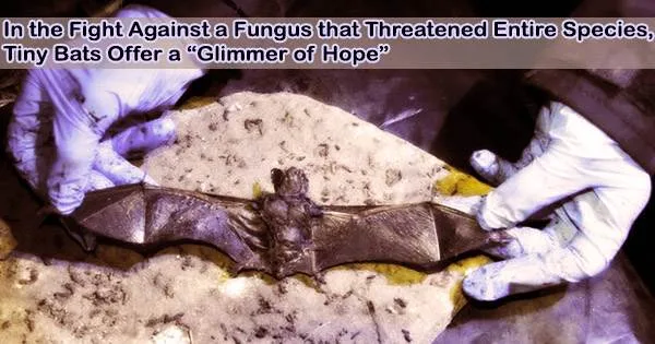 In the Fight Against a Fungus that Threatened Entire Species, Tiny Bats Offer a “Glimmer of Hope”