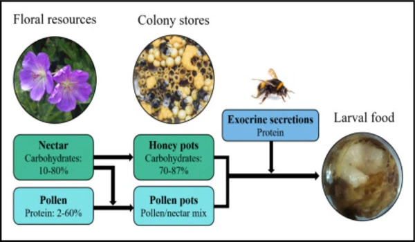 Identifying the bee's knees of bumble bee diets