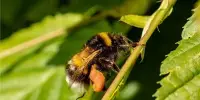 Knowing the Staples of Humble Bee Diets