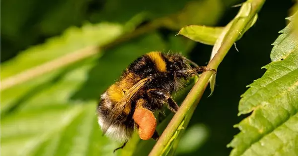 Knowing the Staples of Humble Bee Diets