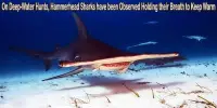 On Deep-Water Hunts, Hammerhead Sharks have been Observed Holding their Breath to Keep Warm