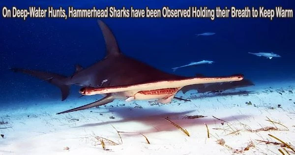 On Deep-Water Hunts, Hammerhead Sharks have been Observed Holding their Breath to Keep Warm