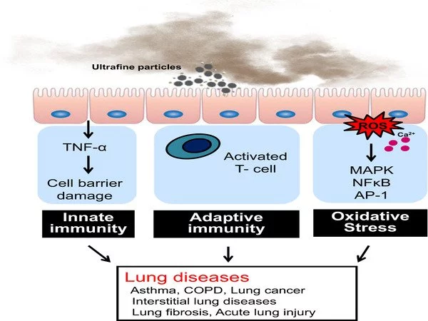 Fine particulate matter catalyzes oxidative stress in the lungs