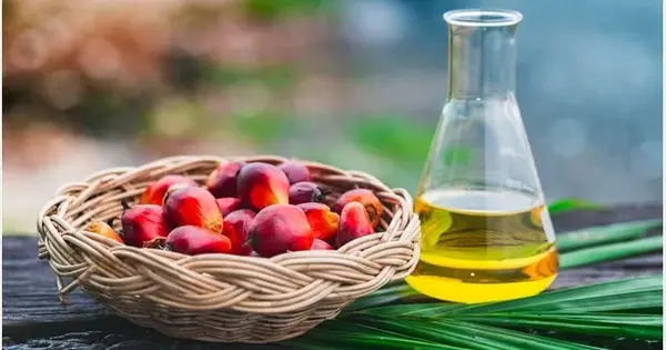 Palm Fat is refined by Cells into Olive Oil
