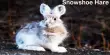 Paragraph on Snowshoe Hare