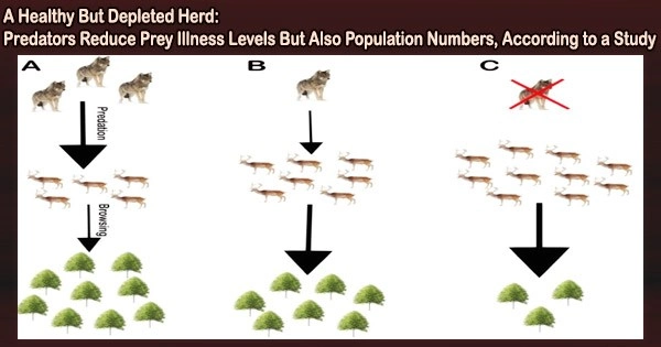 A Healthy But Depleted Herd: Predators Reduce Prey Illness Levels But Also Population Numbers, According to a Study