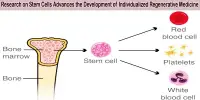Research on Stem Cells Advances the Development of Individualized Regenerative Medicine