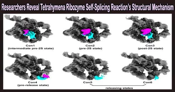 Researchers Reveal Tetrahymena Ribozyme Self-Splicing Reaction’s Structural Mechanism