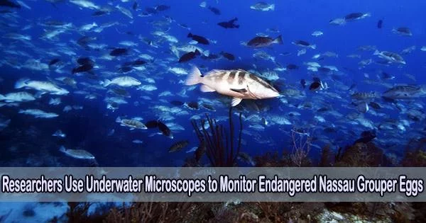 Researchers Use Underwater Microscopes to Monitor Endangered Nassau Grouper Eggs